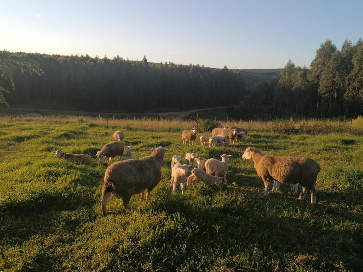 Rocks & Roses Farm Stay Lochiel 外观 照片