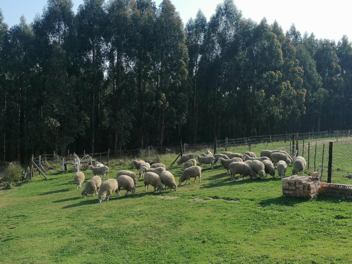 Rocks & Roses Farm Stay Lochiel 外观 照片